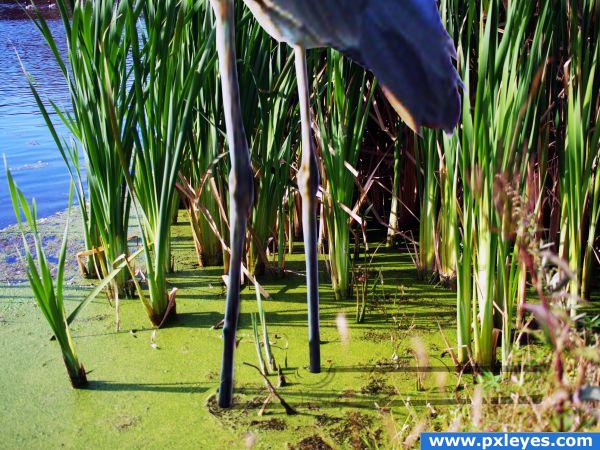 Life In The Wetlands